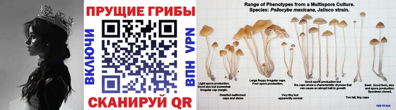 Псилоцибиновые грибы Psilocybine cubensis  Купить закладки  Трубчевск 